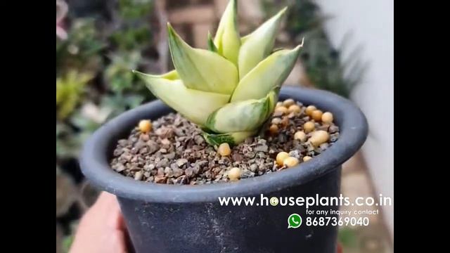 Sansevieria Pinguicula смотреть онлайн