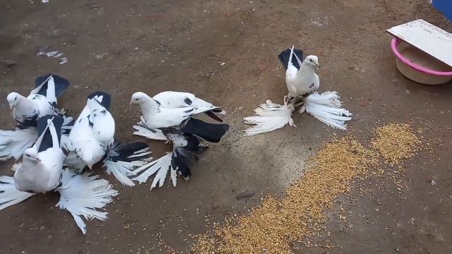 Тебризские голуби "Пар-Парли" | کبوترهای تبریز | Tabriz Pigeons | حمام تبريز смотреть онлайн