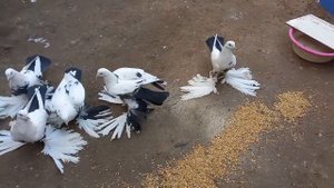 Тебризские голуби "Пар-Парли" | کبوترهای تبریز | Tabriz Pigeons | حمام تبريز