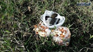 лук халцедон из семян за один сезон гарбажейка огород сад розарий цветник