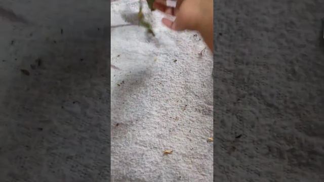 Salvando una orquídea phalaenopsis con orejas de elefante y tallo en mal estado (parte 2) смотреть онлайн