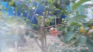 груша Лада и Чижовская .