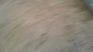 Что нужно брать с собой на дачу для кота или кошки