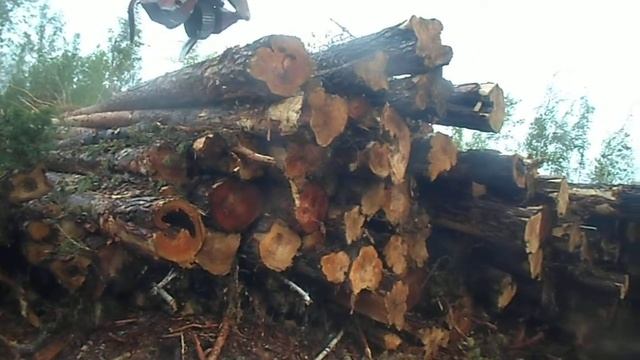 Заготовка леса в Сибири смотреть онлайн