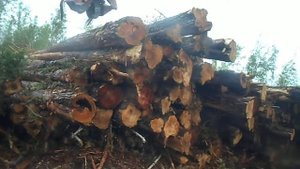 Заготовка леса в Сибири