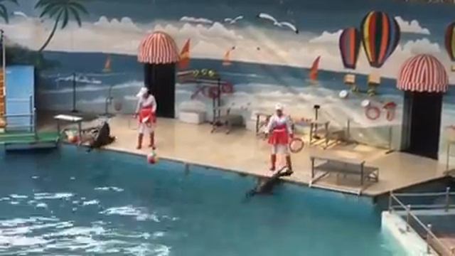 Seal Show Shanghai Zoo Part 1 смотреть онлайн