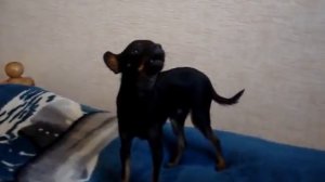 Той Терьер - Поет \ Toy Terrier - Sings