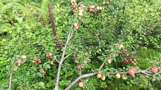 Алыча Кубанская комета в моём Подмосковном саду. смотреть онлайн