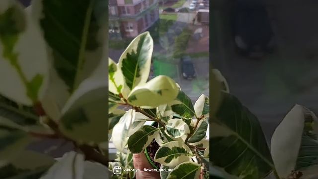 Фикус микрокарпа (Ficus microcarpa)