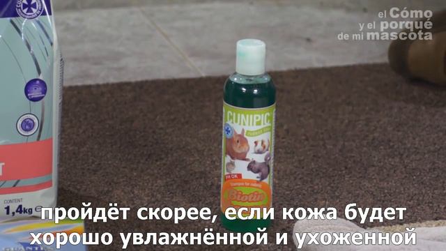 Морские свинки-проблемы с кожей у морских свинок смотреть онлайн