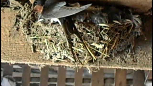 Скрытая камера для молодой семейной пары))) смотреть онлайн