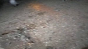 Голуби высиживают яйца зимой!!