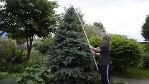 Как обрезать голубую ель в начале июня?