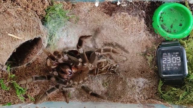 Линька десятилетнего птицееда Brachypelma Vagans смотреть онлайн