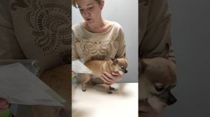 Как вычесать подшёрсток у собак