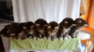 Поющие котики