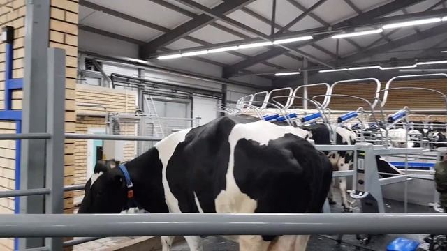 ЧутайТатарский мир. СХПК Кызыл юл 2020 смотреть онлайн