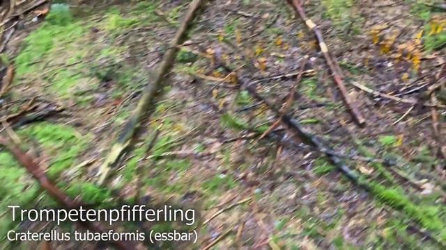 Pilze im September | 01.09.2021 | Röhrlinge mit startendem Wachstum | Pfifferlinge | Speisepilze смотреть онлайн