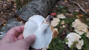 Трутовик овечий (Albatrellus ovinus). Как выглядит гриб на месте произрастания.