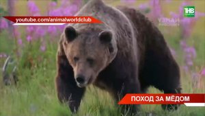 Медведи напали на пасеки сразу в нескольких районах Татарстана