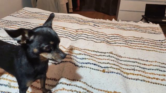 ❤️Dog|russian toy terrier|No one can say no to Tom's games: Total fun before the walk смотреть онлайн