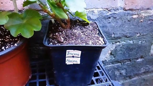 Пеларгония плющелистная ПАК Мексика Неалит (PAC Mexica Nealit) смотреть онлайн