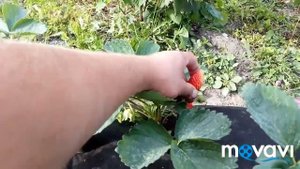 Нейтралы против обычной клубники. Сравнение сортов клубники. ЛИНОСА, Капри, САН АНДРЕАС, мурано, СП