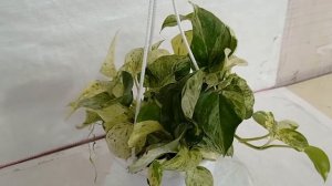 SKU - MPLAH05, Epipremnum Aureum Marble Hanging Plant