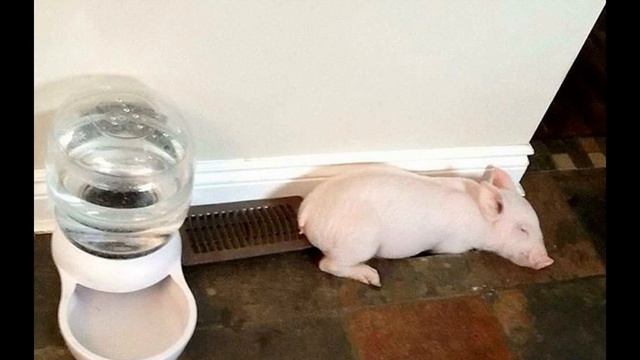 купилИ микропоросёнка у какого-то парня на рынке..." 2 ГОДА НАЗАВ ВОТ ЧТО ПОЛУЧИЛОСЬ смотреть онлайн