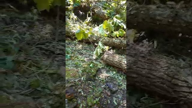 Колодец  на природе