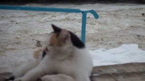 Животные и птицы зимой в городе.