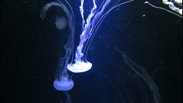 Необычные рыбки, АКУЛА и большие медузы в море. Видео для релакса, зарядки и поднятия настроения