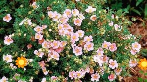 Лапчатка кустарниковая Lovely Pink. Краткий обзор, описание характеристик