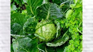 Березовый деготь - защита от вредителей без капли химии