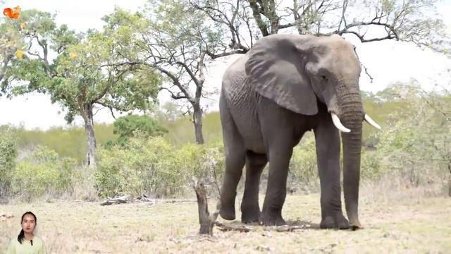 Herbivores elephant, cow, horse, goat, giraffe Animal sounds Part 16 1 смотреть онлайн