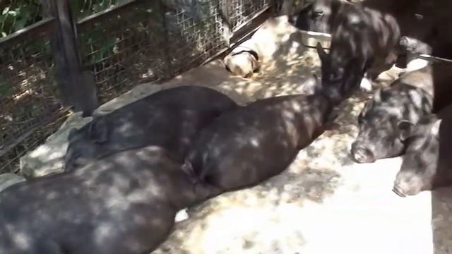 ZOO ЯЛТА 2011.mpg смотреть онлайн