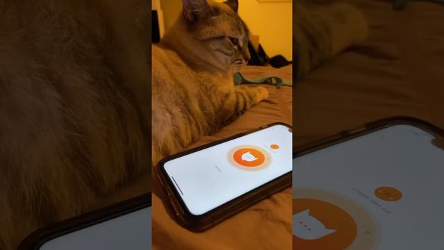 Meow Talk App