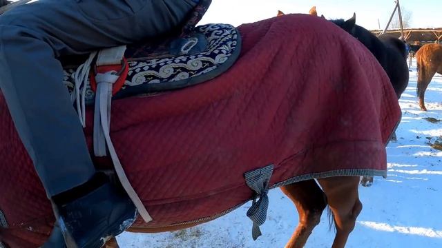 МЕРКІ МАЛ БАЗАРЫ 12.01.2023 ЖЫЛҚЫ БАҒАЛАРЫ / БАЗАР КЗ