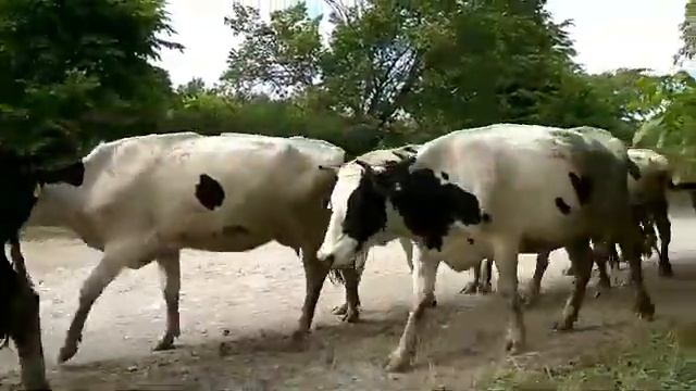 Ялтуново июнь 2018 смотреть онлайн