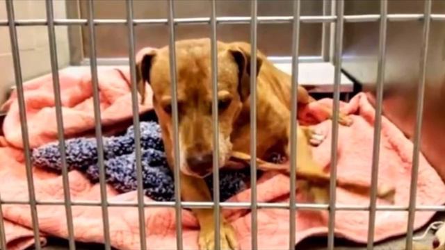 «Вы же вернётесь?» Хозяева пса обещали забрать его из приюта, но так и не пришли смотреть онлайн