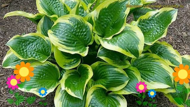 Хоста гибридная Королева Жозефина (квин джозефина). Краткий обзор hosta hybrida Queen Josephine смотреть онлайн