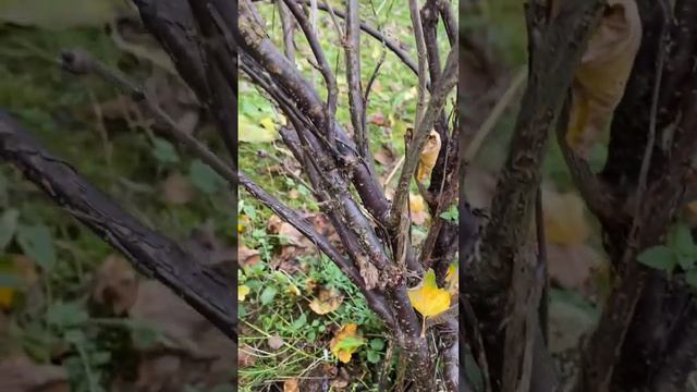 Про обрезку смородины #обрезкасада #садогород #дача #дачныесоветы смотреть онлайн