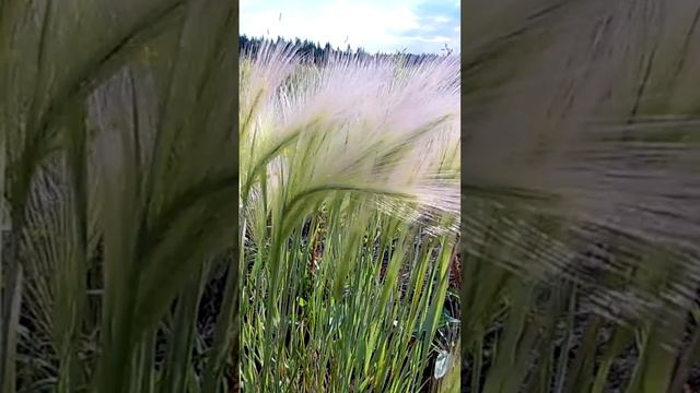 Ковыль (Stipa).🌾