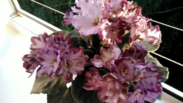 Опылилась РС-Дриада, семеные коробочки, наконец-то сорт? смотреть онлайн