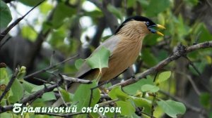 Какие бывают скворцы