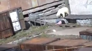 медведь ест человека