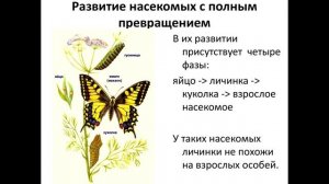 § 15( Часть 2) Типы развития насекомых