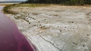 Purple Sulphur Bacteria, Takhini Salt Flats, Yukon Canada