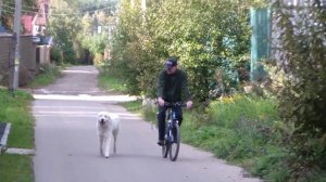 Обучение собаки бегу рядом с велосипедом. http://www.dogclass.ru/