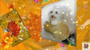 Денис Стальнов Обманула не любила 2019 !!!